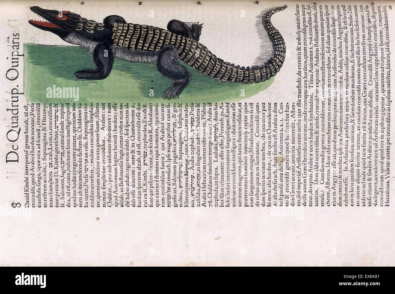 Illustrazione del coccodrillo dall'Medici Tigurini Historiae animalium' Historia animalium 1564; un veterinario libro anatomiche, da Conradi Gesneri 1516-1584 Foto Stock