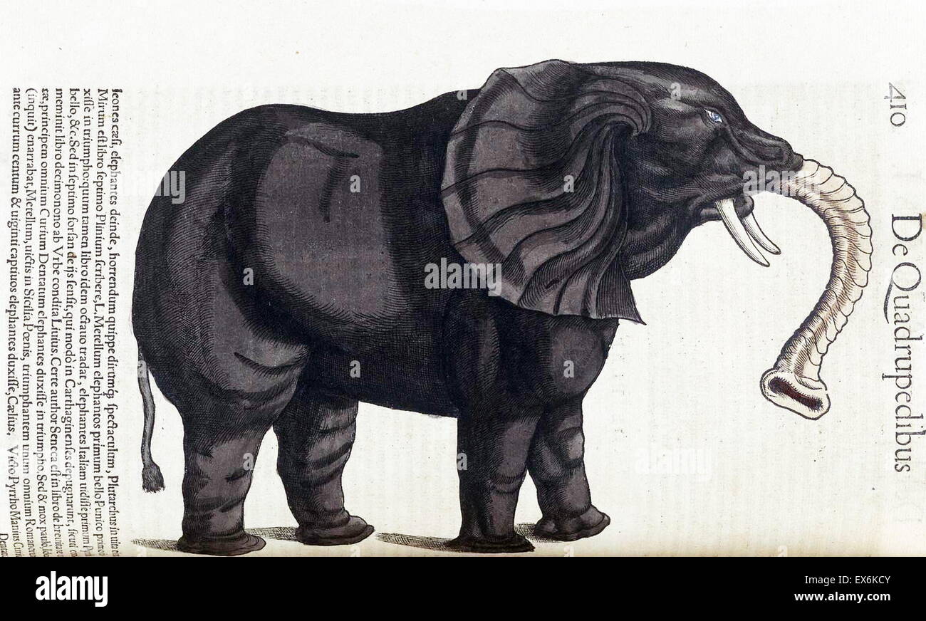 Illustrazione di un elefante, dall'Medici Tigurini Historiae animalium' Historia animalium 1564; un veterinario libro anatomiche, da Conradi Gesneri 1516-1608 Foto Stock