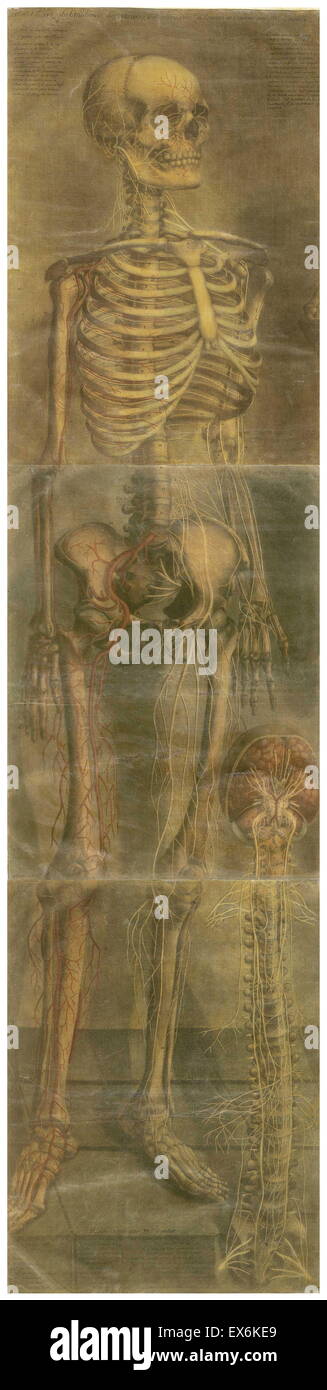 Studio anatomico da Jacques Gautier d'Agoty "Anatomie générale des viscères' Parigi 1752. Foto Stock