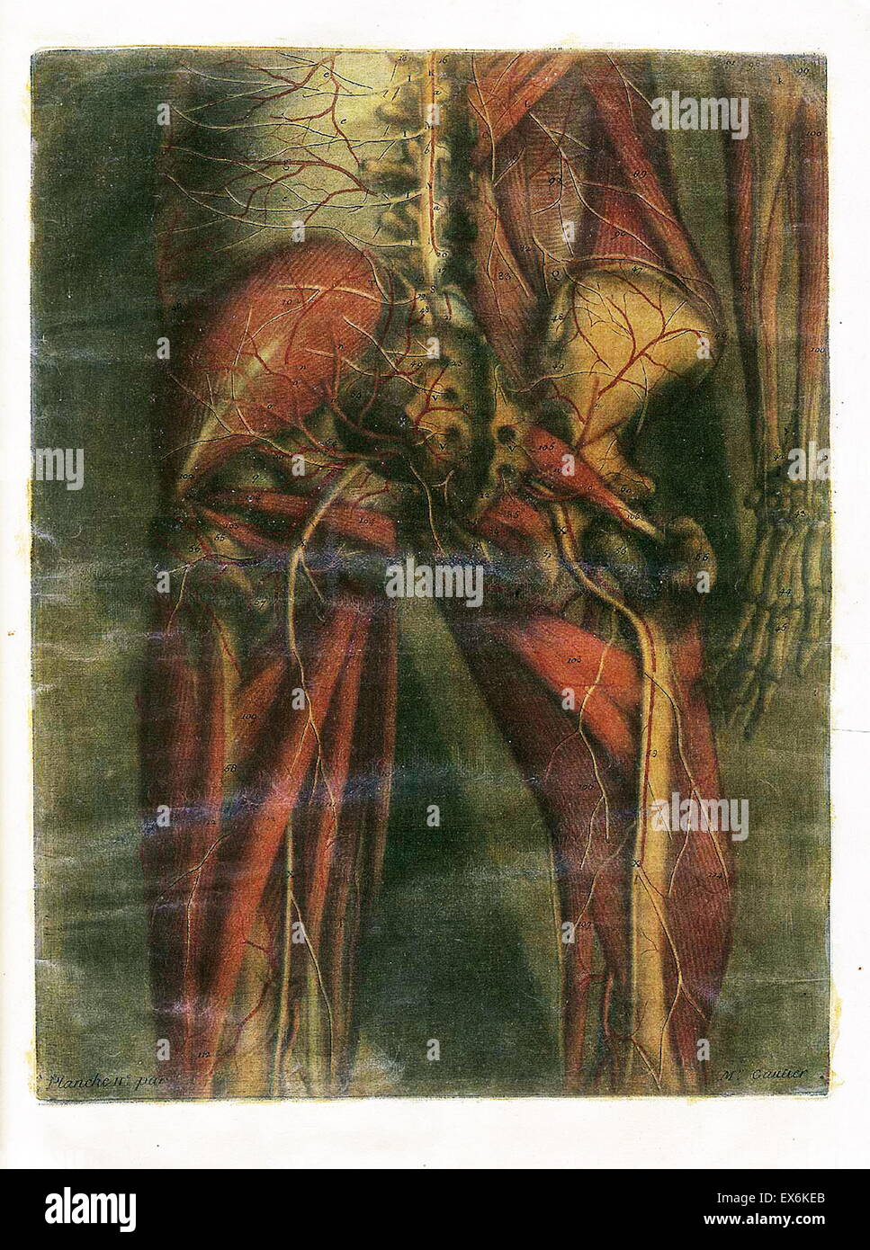 Studio anatomico da Jacques Gautier d'Agoty "Anatomie générale des viscères' Parigi 1752. Foto Stock