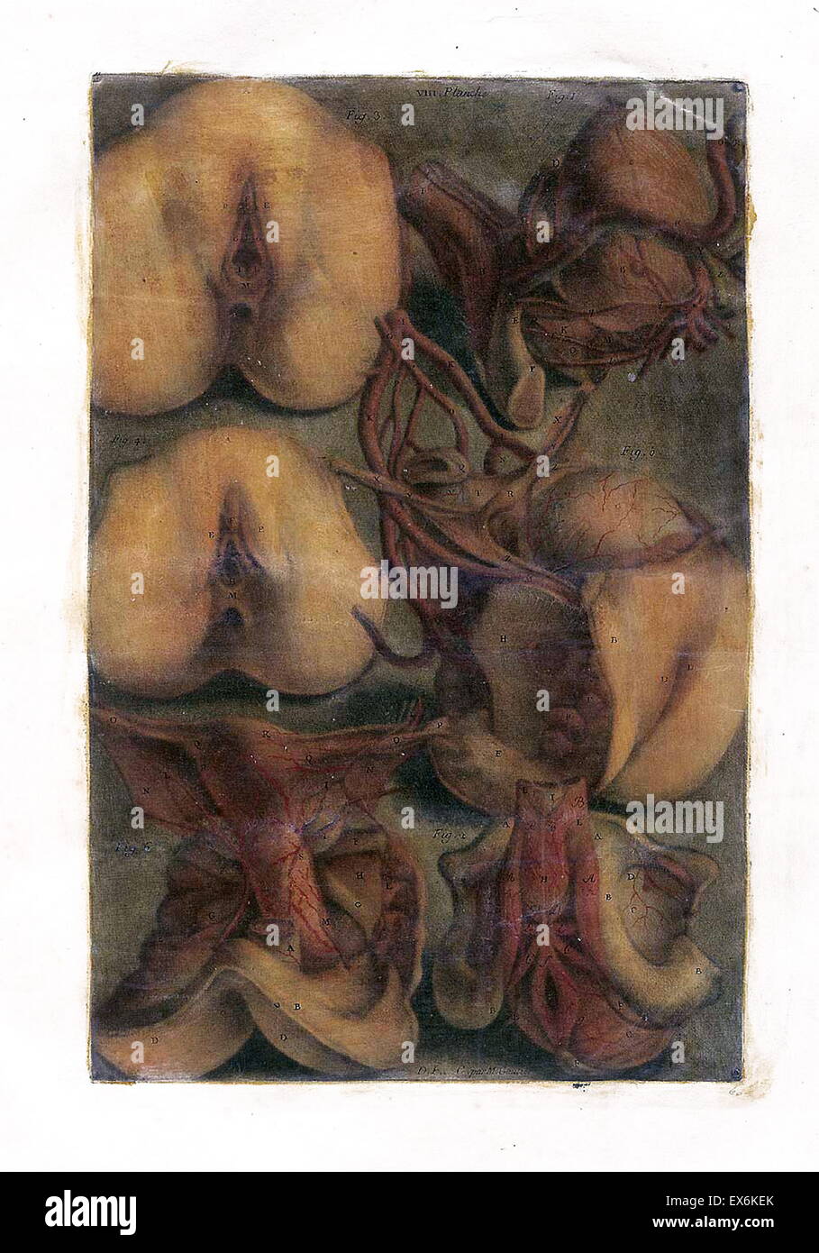 Studio anatomico da Jacques Gautier d'Agoty "Anatomie générale des viscères' Parigi 1752. Foto Stock