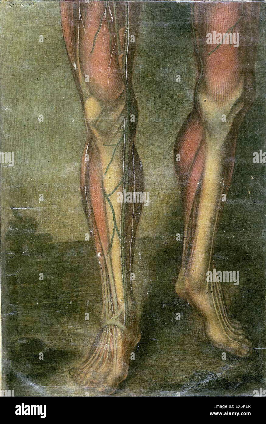 Studio anatomico da Jacques Gautier d'Agoty "Anatomie générale des viscères' Parigi 1752. Foto Stock