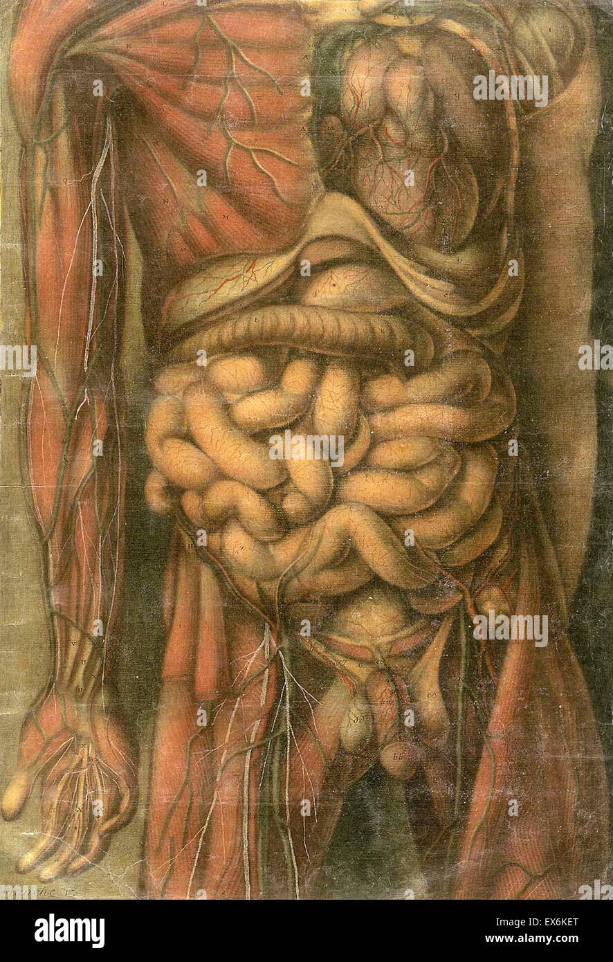 Studio anatomico da Jacques Gautier d'Agoty "Anatomie générale des viscères' Parigi 1752. Foto Stock