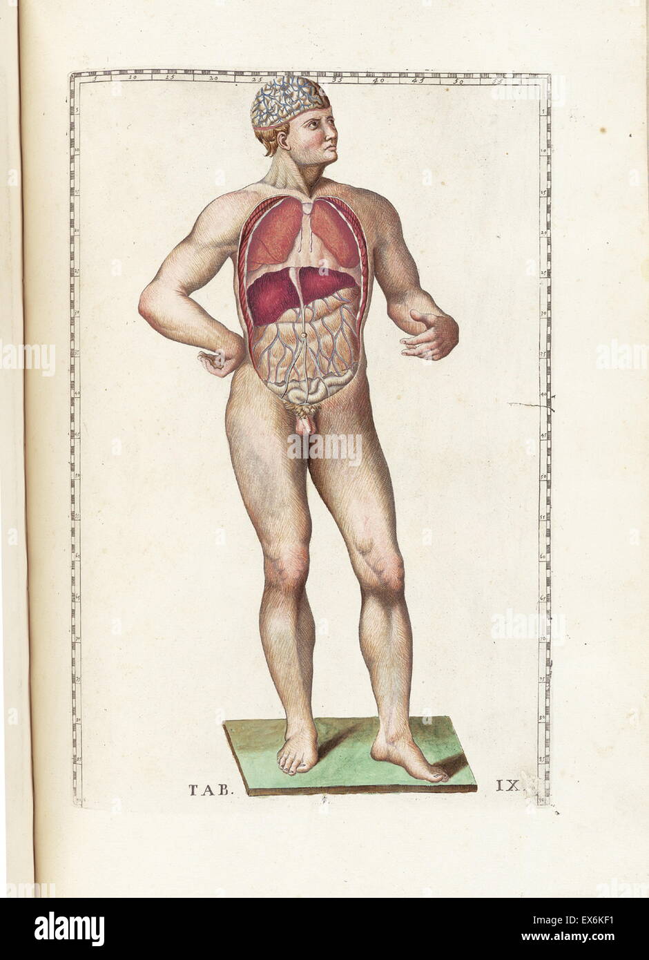 Illustrazione da "Tabulae anatomicae'. (Roma, 1783) di Bartolomeo Eustachi (1500 o 1514 - 27 agosto 1574), Eustachio), uno dei fondatori della scienza dell'anatomia umana. Foto Stock