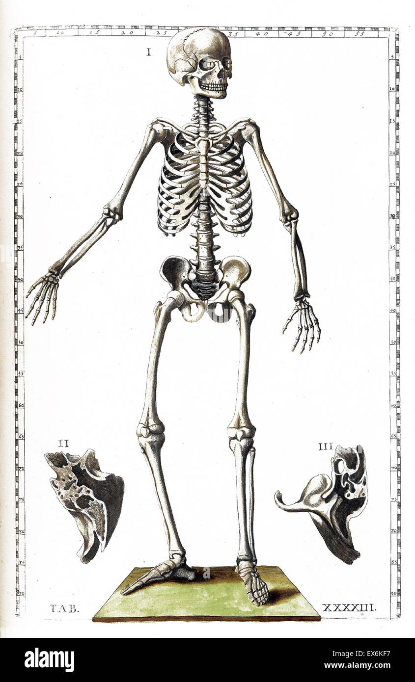 Illustrazione da "Tabulae anatomicae'. (Roma, 1783) di Bartolomeo Eustachi (1500 o 1514 - 27 agosto 1574), Eustachio), uno dei fondatori della scienza dell'anatomia umana. Foto Stock