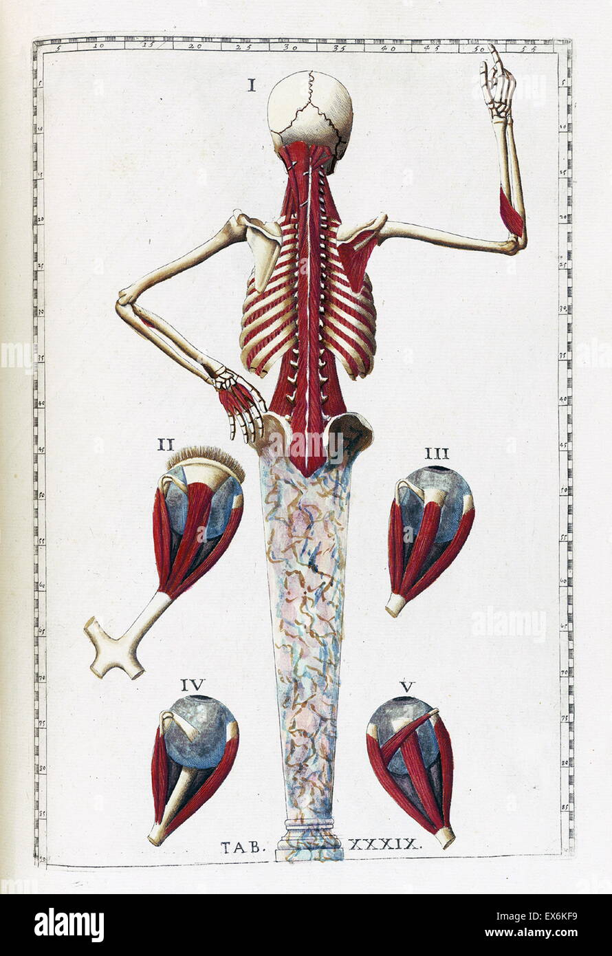 Illustrazione da "Tabulae anatomicae'. (Roma, 1783) di Bartolomeo Eustachi (1500 o 1514 - 27 agosto 1574), Eustachio), uno dei fondatori della scienza dell'anatomia umana. Foto Stock