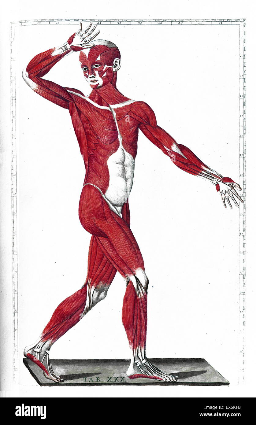 Illustrazione da "Tabulae anatomicae'. (Roma, 1783) di Bartolomeo Eustachi (1500 o 1514 - 27 agosto 1574), Eustachio), uno dei fondatori della scienza dell'anatomia umana. Foto Stock
