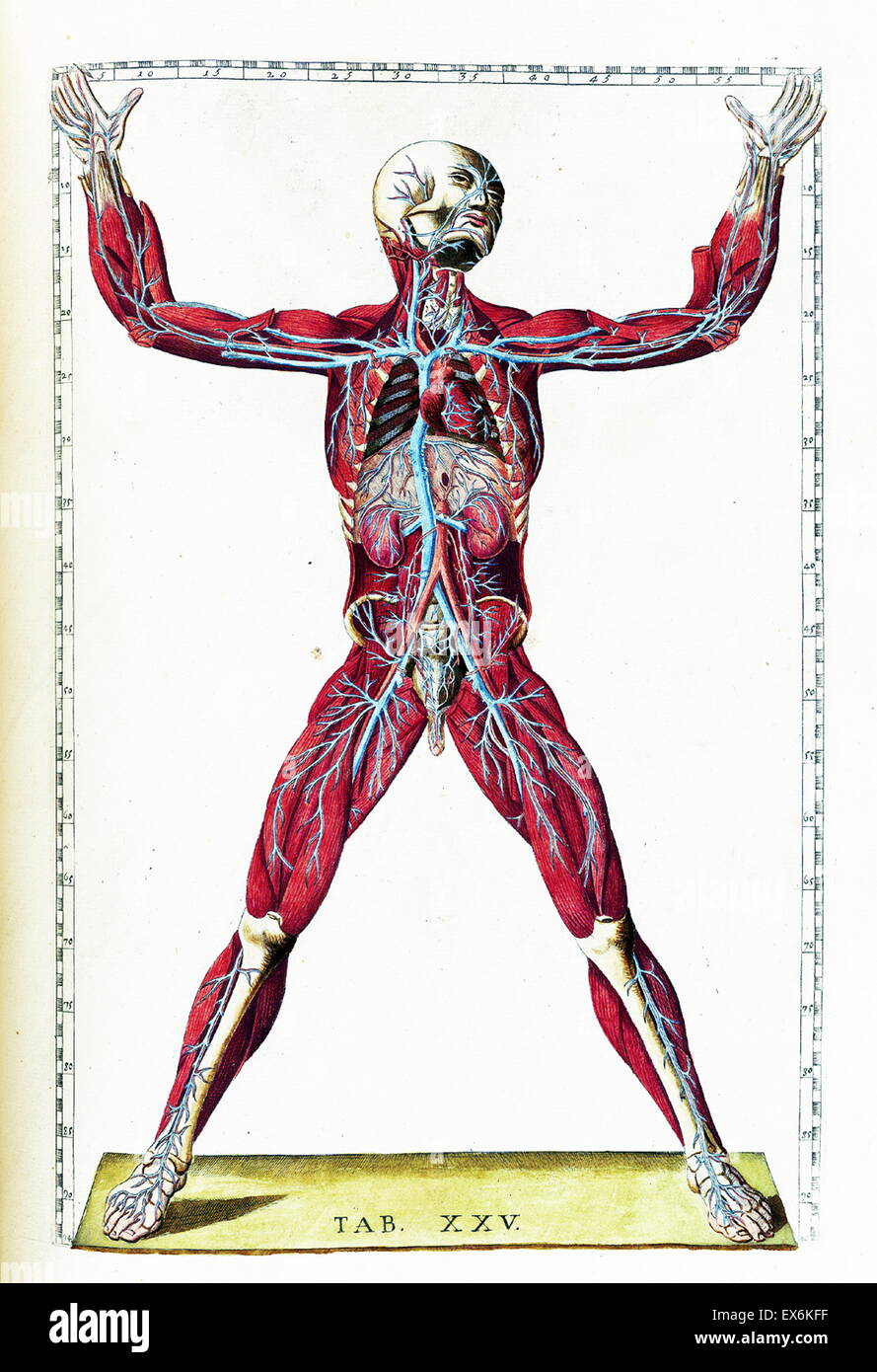 Illustrazione da "Tabulae anatomicae'. (Roma, 1783) di Bartolomeo Eustachi (1500 o 1514 - 27 agosto 1574), Eustachio), uno dei fondatori della scienza dell'anatomia umana. Foto Stock
