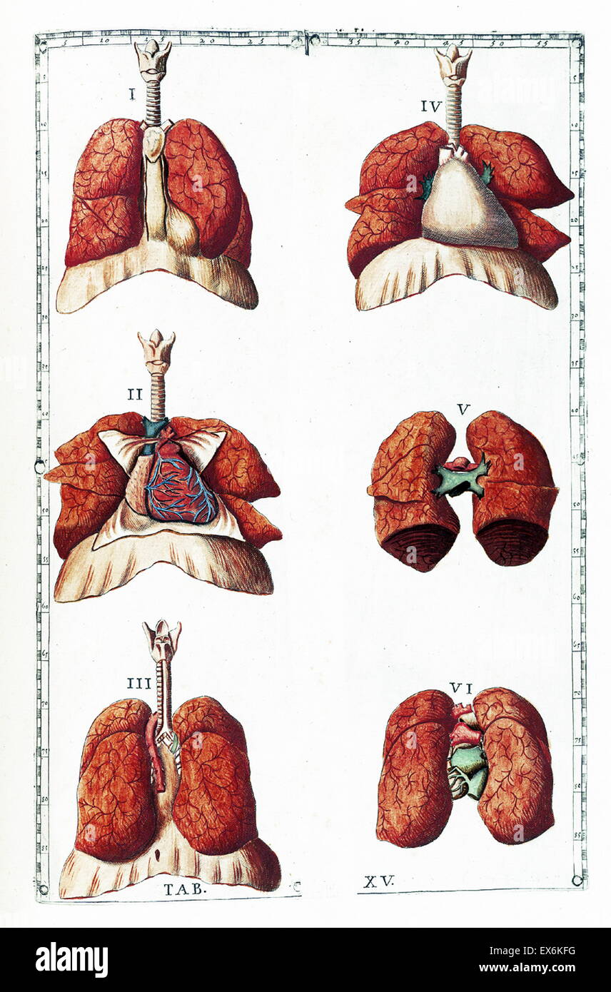 Illustrazione da "Tabulae anatomicae'. (Roma, 1783) di Bartolomeo Eustachi (1500 o 1514 - 27 agosto 1574), Eustachio), uno dei fondatori della scienza dell'anatomia umana. Foto Stock
