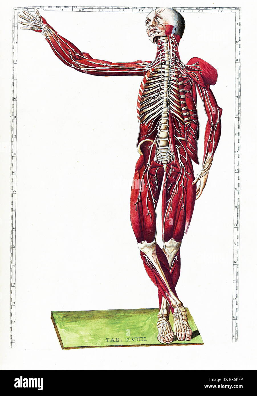 Illustrazione da "Tabulae anatomicae'. (Roma, 1783) di Bartolomeo Eustachi (1500 o 1514 - 27 agosto 1574), Eustachio), uno dei fondatori della scienza dell'anatomia umana. Foto Stock