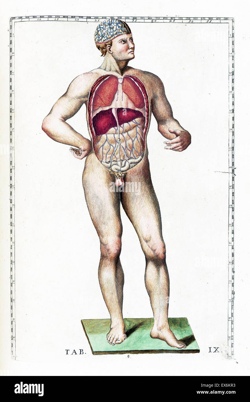 Illustrazione da "Tabulae anatomicae'. (Roma, 1783) di Bartolomeo Eustachi (1500 o 1514 - 27 agosto 1574), Eustachio), uno dei fondatori della scienza dell'anatomia umana. Foto Stock