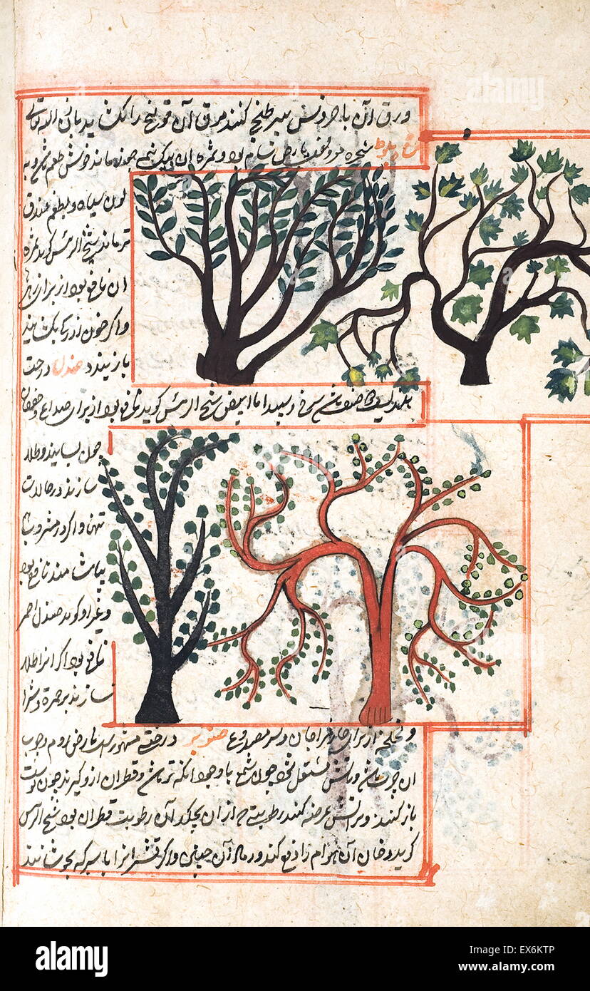 Illustrazione raffigurante il Shiab tree e il Shahbalout albero, dal 1538 edizione del "Kit?B-I ?aj?y?b al-makhl?q?t va di ghar??ib al-mawj?d?t'. (Meraviglie delle cose create e miracolosa aspetti delle cose esistenti) un secolo XII, islamica, scientifico Persiano Foto Stock
