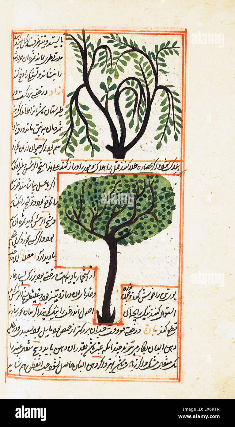 Illustrazione raffigurante l'Azad tree e il Amghilan albero, dal 1538 edizione del "Kit?B-I ?aj?y?b al-makhl?q?t va di ghar??ib al-mawj?d?t'. (Meraviglie delle cose create e miracolosa aspetti delle cose esistenti) un secolo XII, islamica, persiano boo scientifica Foto Stock
