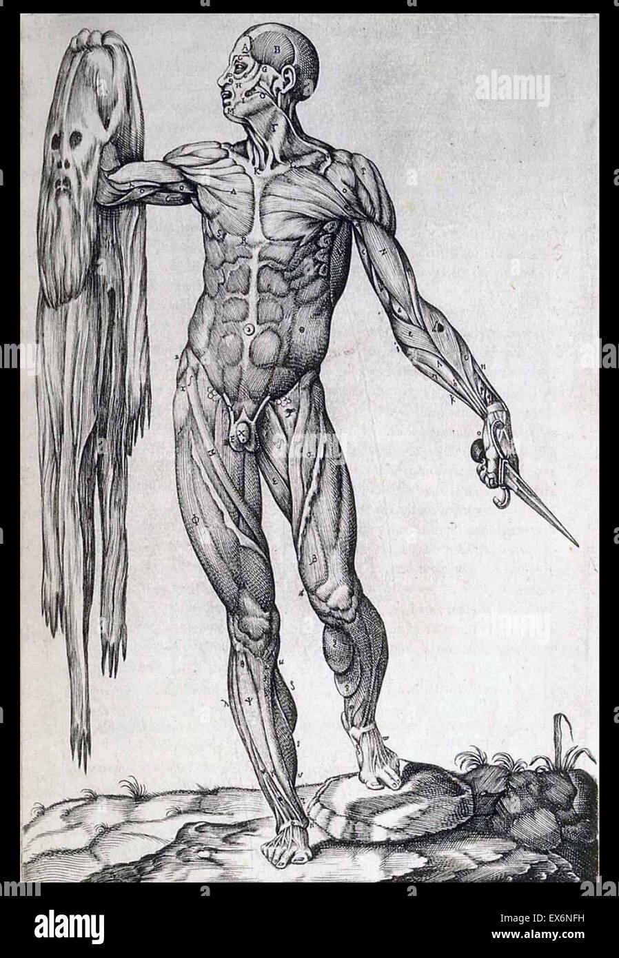 Illustrazione da 'anatomia del corpo humano' Roma, 1559. da Juan Valverde de a Amusco (ca. 1525 - ca. 1588) [anatomista] . Un cadavere scorticato mantiene la sua pelle in una mano e un coltello di dissezione nell'altro. Foto Stock