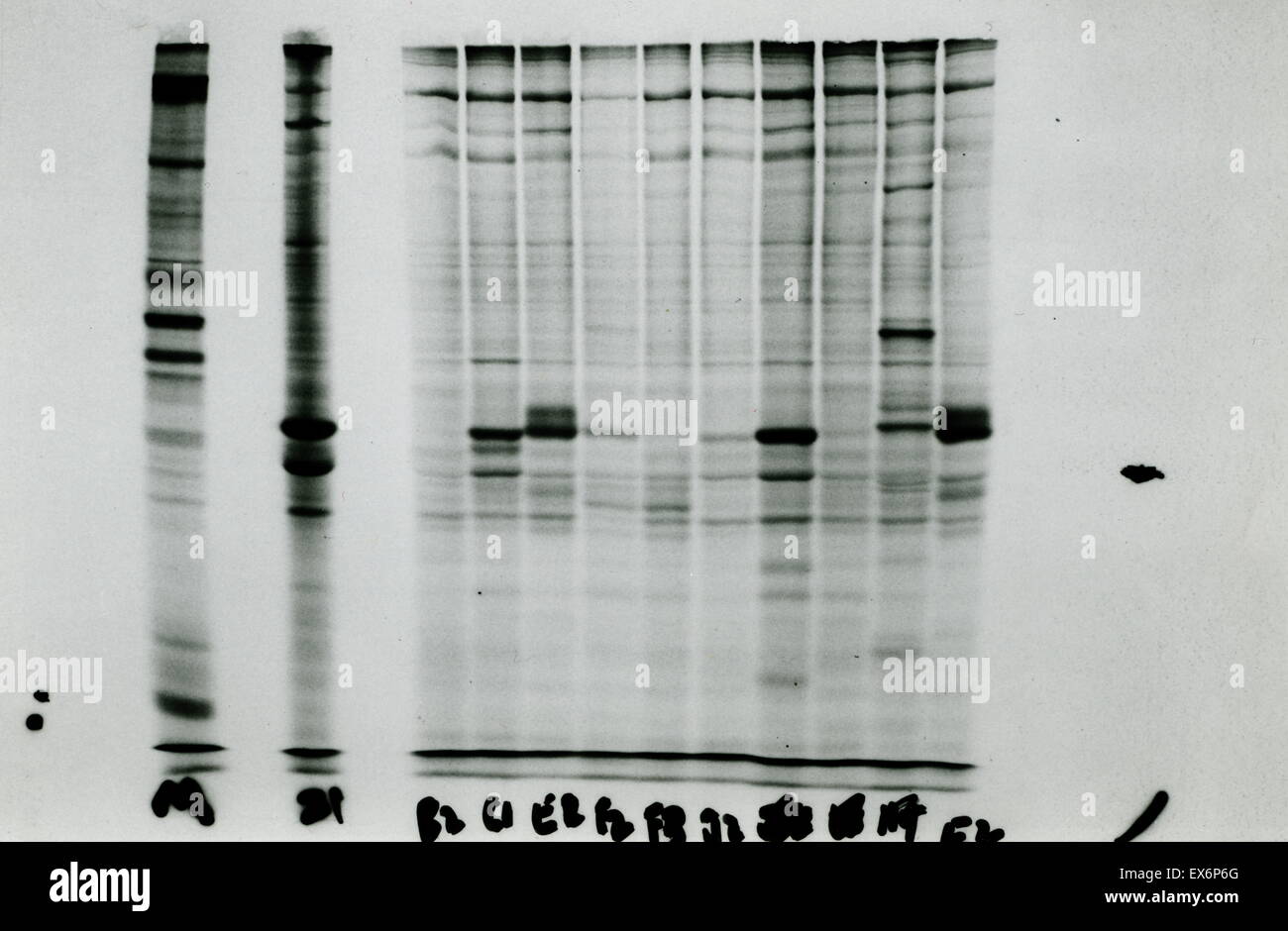 Invertente dati DNA, 1979 da Harold Varmus Foto Stock