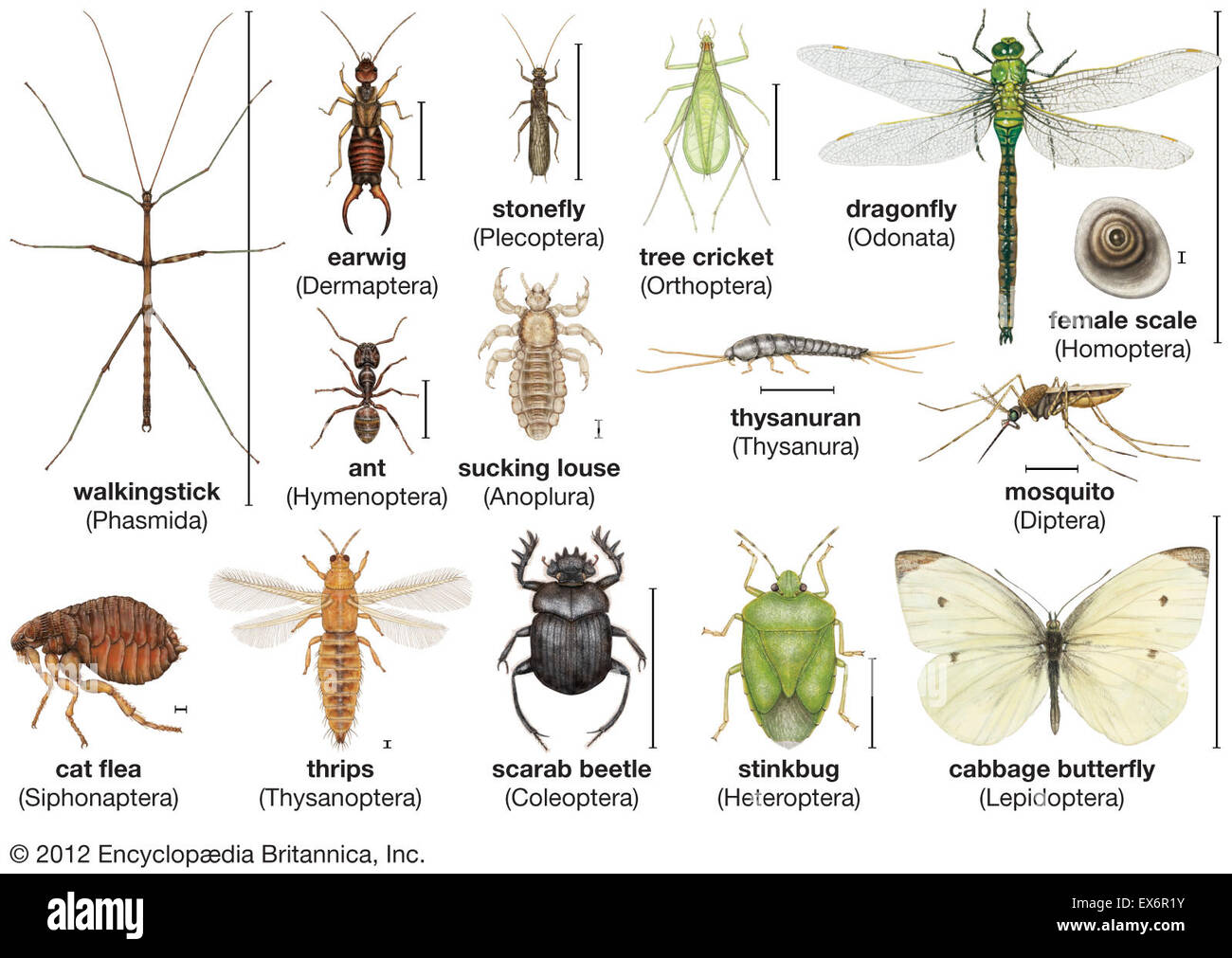 La diversità di insetto Foto Stock
