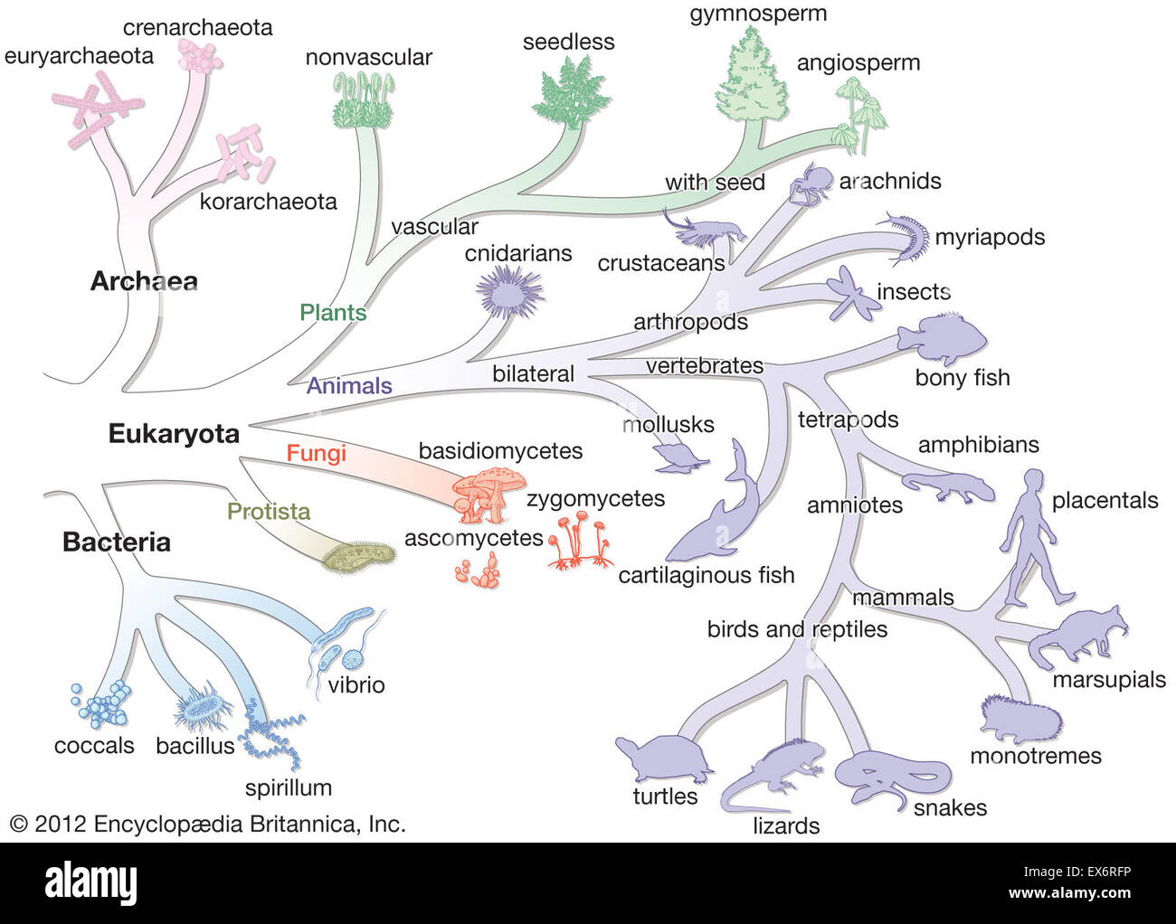 Albero della vita: tre-sistema di dominio Foto Stock