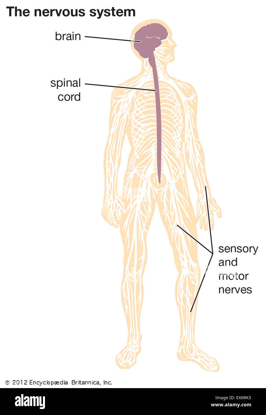 Human sistema nervoso periferico Foto Stock