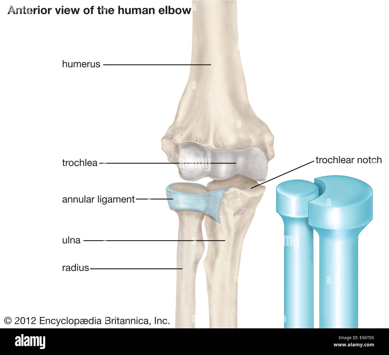 Vista anteriore di un gomito umano Foto Stock
