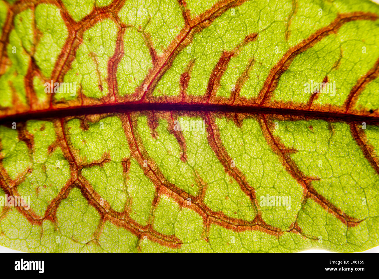 Rumex sanguineus redvein dock sanguinosa dock Dock di sangue, sangue parola sanguinosa foglia di legno con venature foto macro verde rosso vicino giardino, Foto Stock