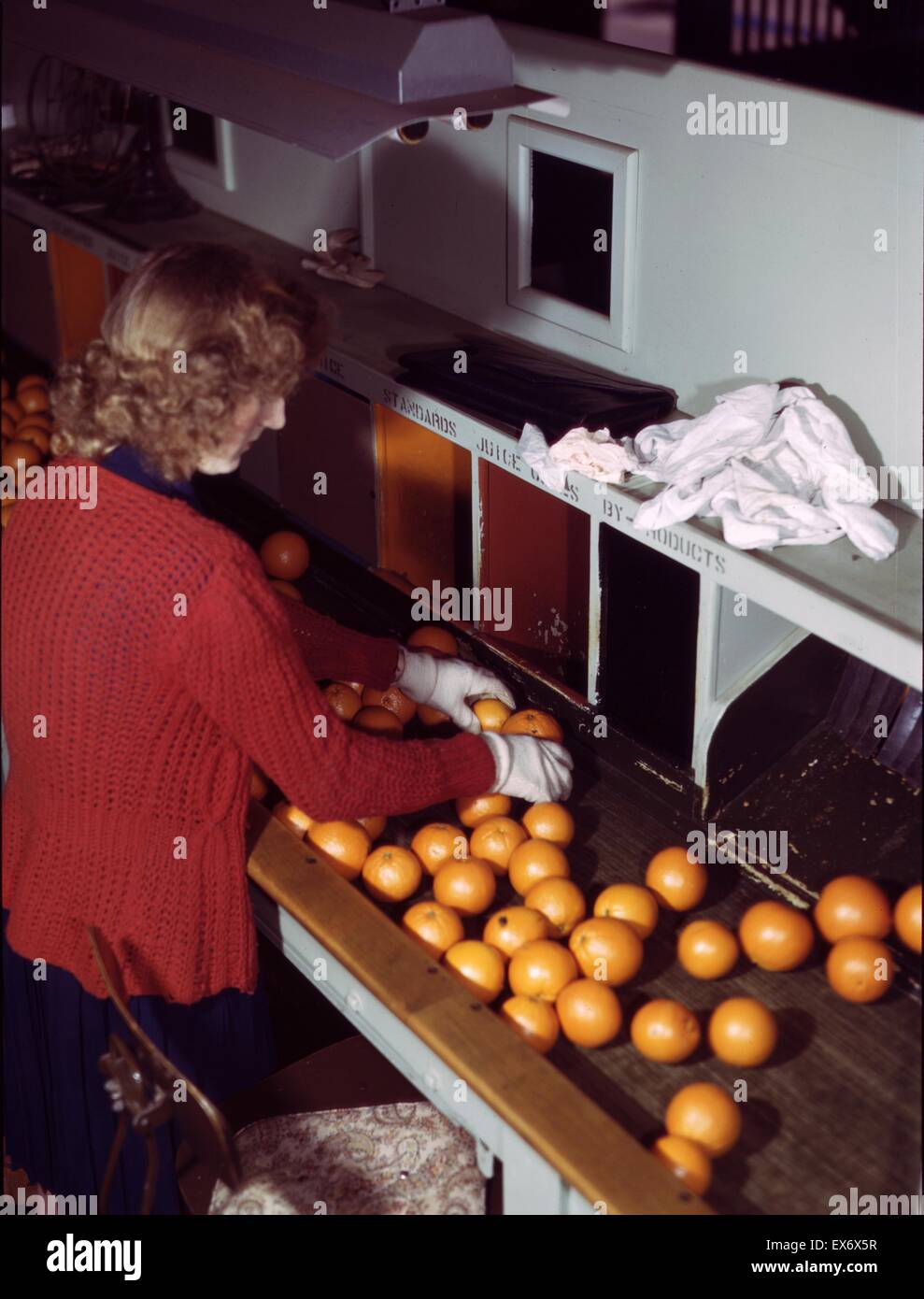 La classificazione arance in un co-op arancione impianto di imballaggio, Redlands, Sante Fe, California. 1943. Foto Stock