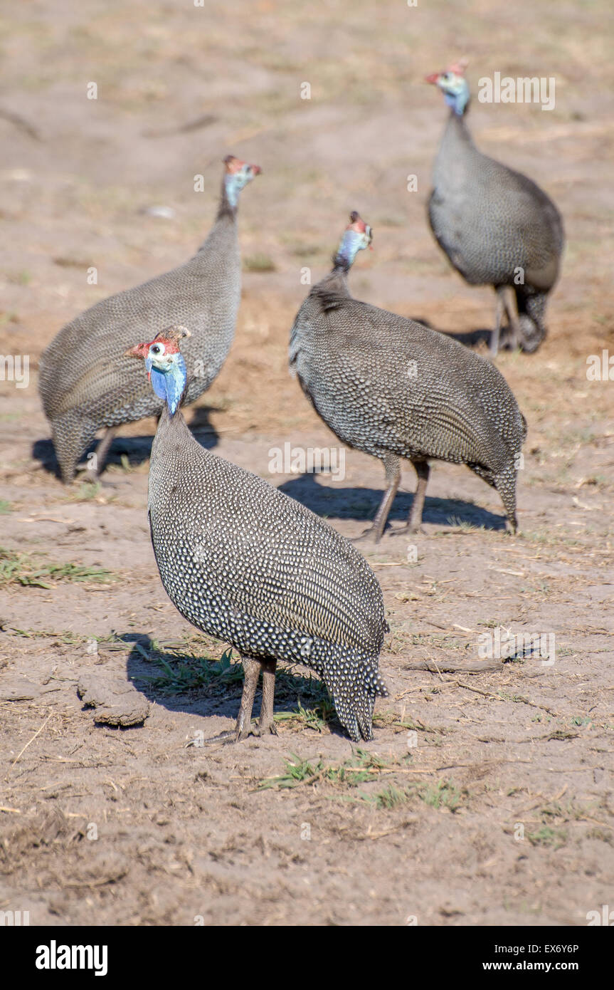 Helmeted Faraona (Numididae), Botswana Foto Stock