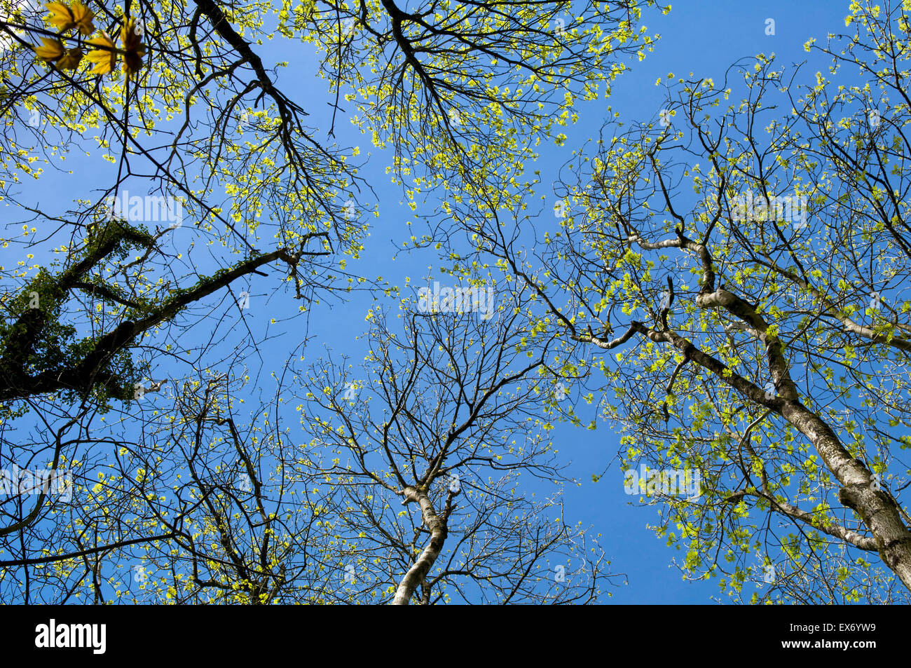 Guardando verso l'alto vista aerea di alberi con la molla nuova crescita contro un cielo blu Foto Stock