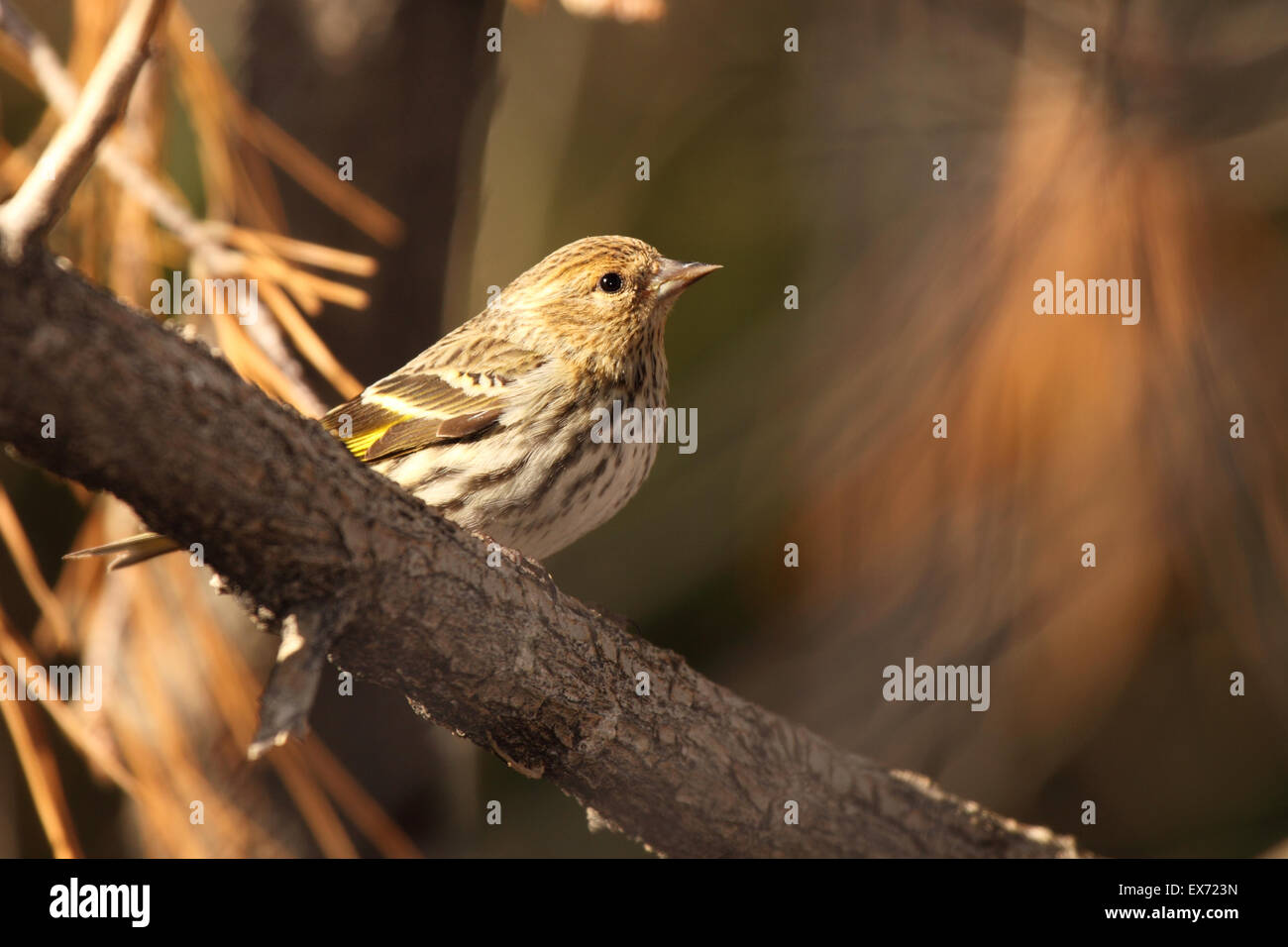 Un pino lucherino appollaiato su un ramo di pino. Foto Stock