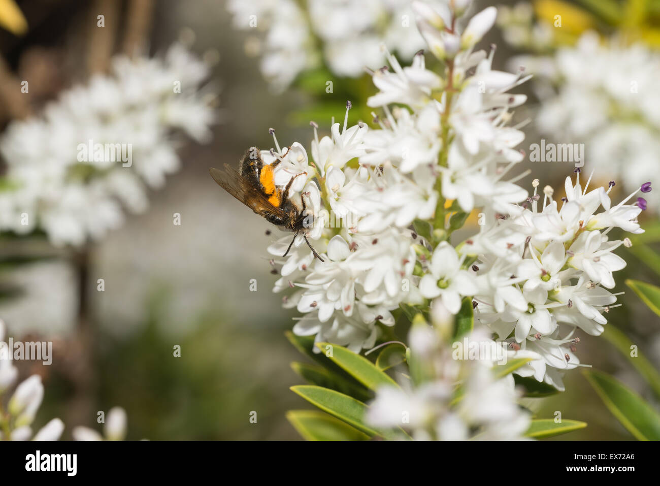 Occupato ape solitaria con il suo cesto di polline sulle zampe posteriori traboccante di colore giallo brillante color senape grani sul fiore hebe Foto Stock