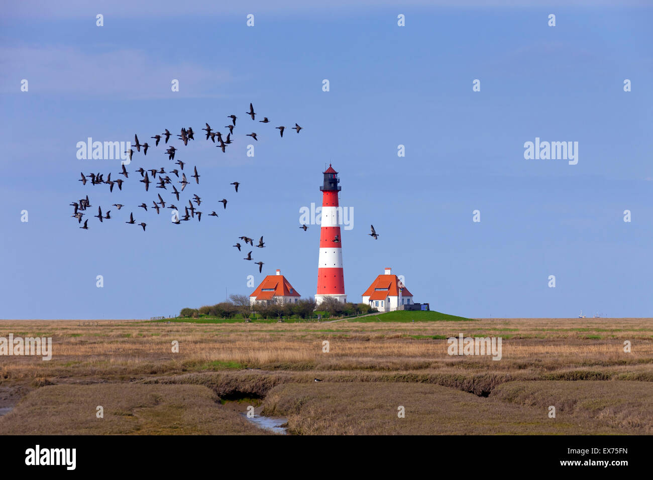 Gregge di barnacle e brant / brent oche volare sopra il faro di Westerheversand Westerhever, il Wadden Sea NP, Germania Foto Stock