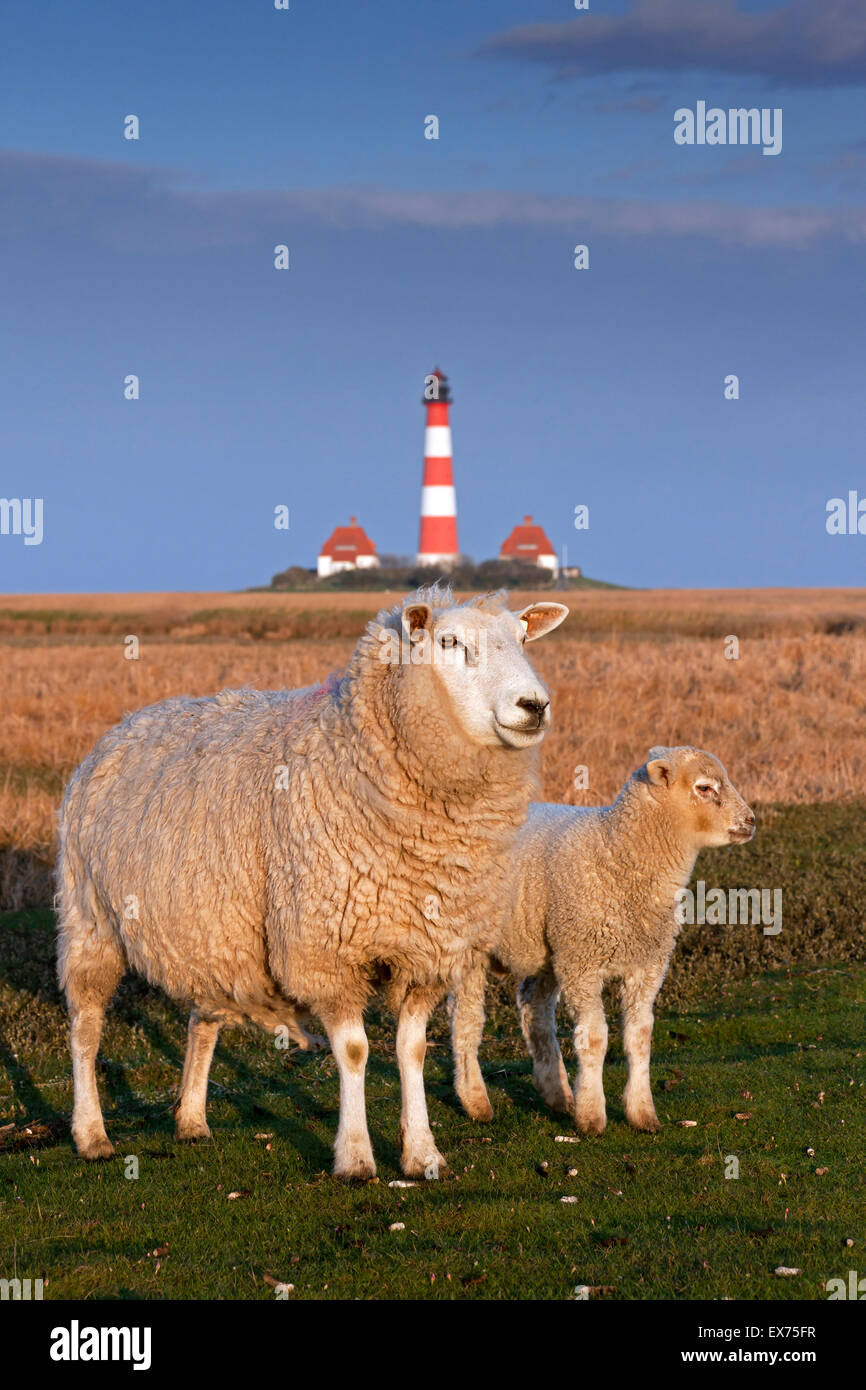 Faro Westerheversand e Pecora con agnello on Salt Marsh a Westerhever, il Wadden Sea National Park, Nord Frisia, Germania Foto Stock