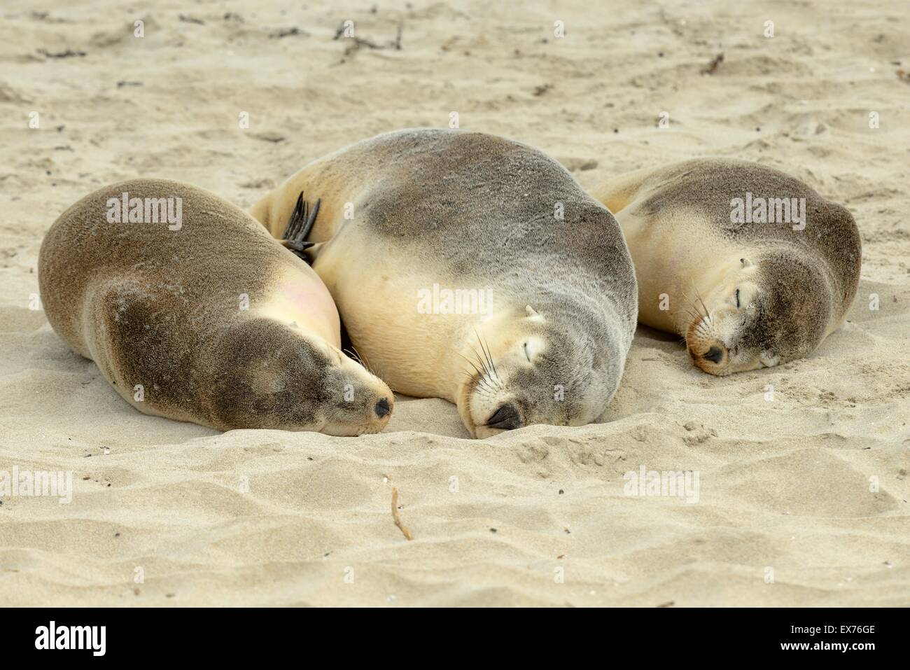 Australian Sea-Lion Neophoca cinerea specie in via di estinzione fotografate su Kangaroo Island, Sud Australia Foto Stock