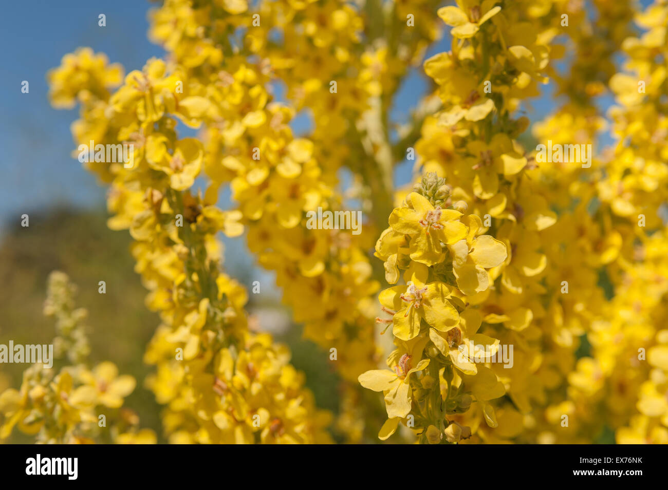 Molène thapsus Christo luminosi pallido giallo senape fulmini i picchi di fiori in estate le erbe Foto Stock