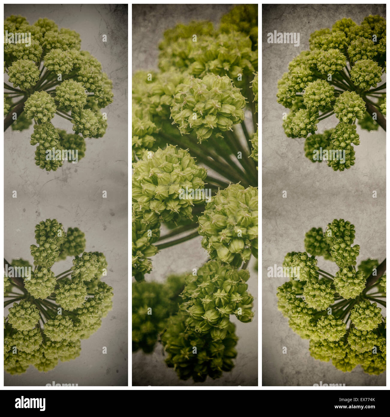 Angelica herb fiori in estate, Islanda. Angelica è ampiamente utilizzato in medicina di erbe. Foto Stock