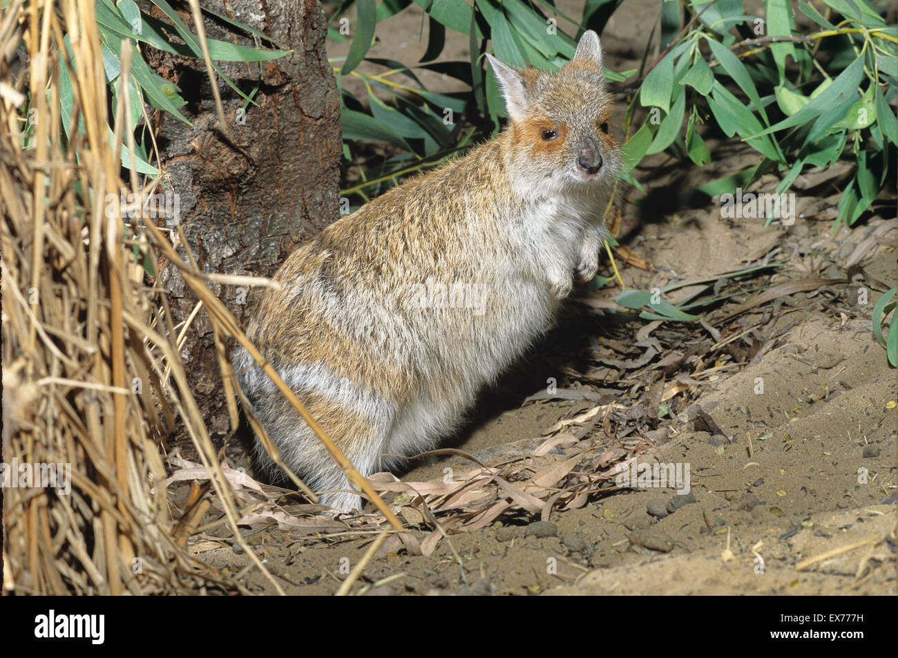 Spectacled Hare-Wallaby Lagorchestes cospicilatus fotografato nel Queensland, Australia Foto Stock