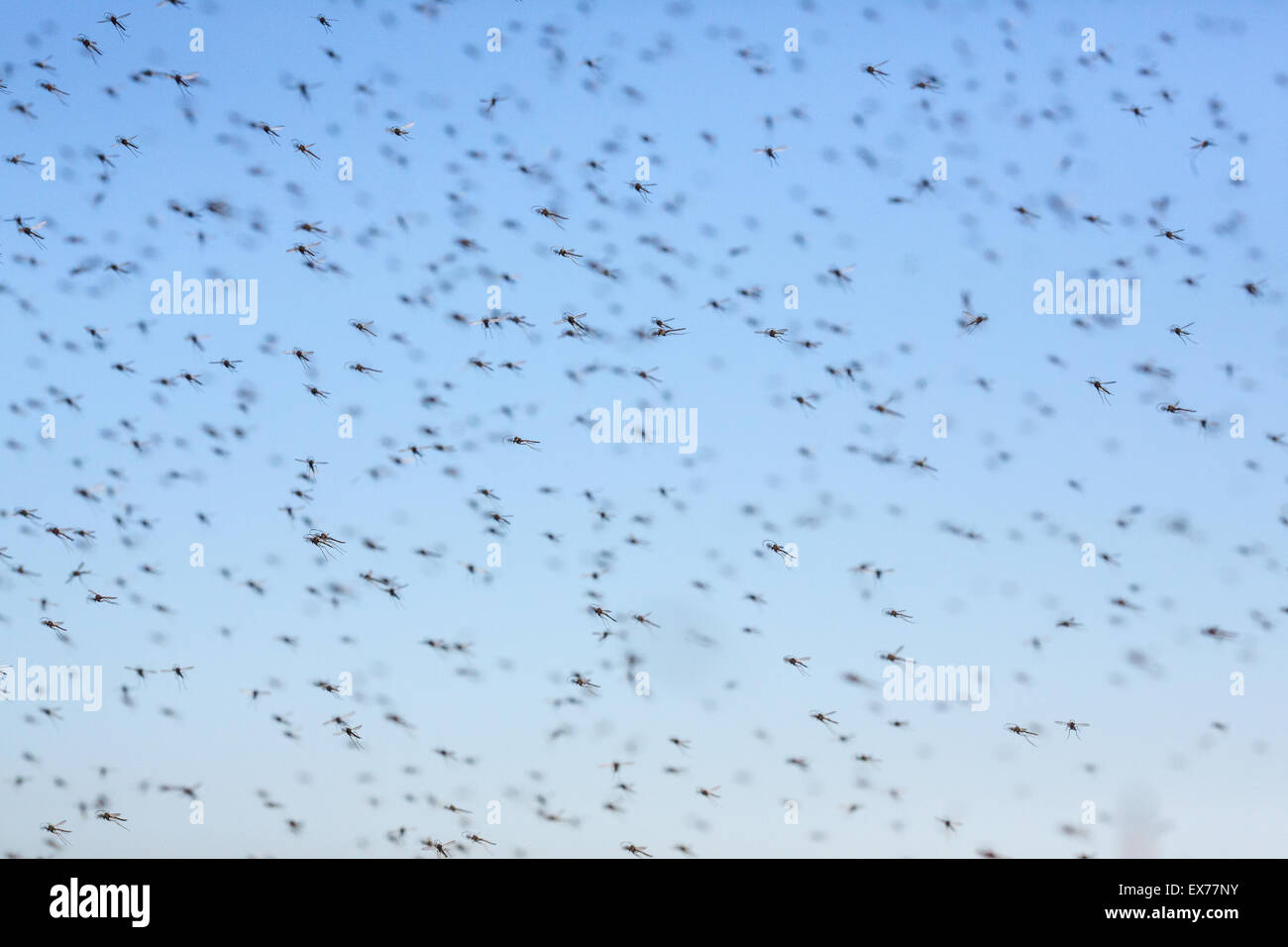 Uno sciame di battenti zanzare contro il cielo blu Foto Stock