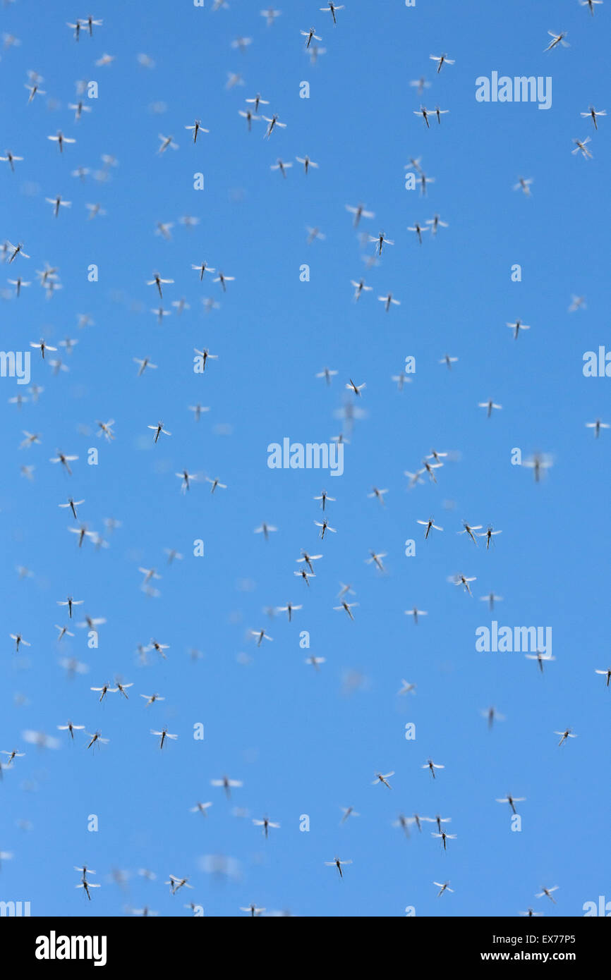 Uno sciame di battenti zanzare contro il cielo blu Foto Stock