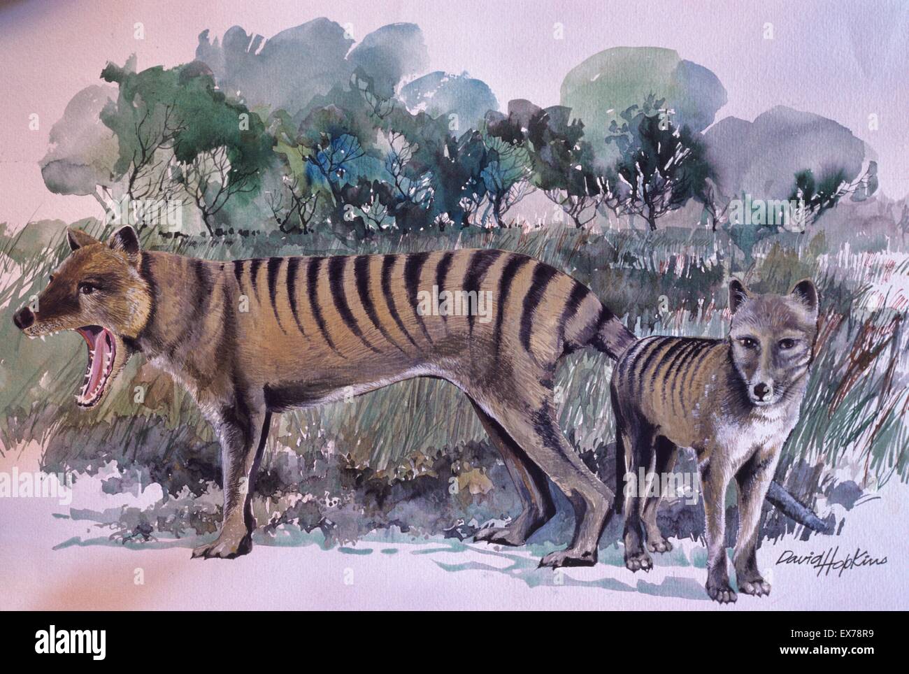 Thylacine (Tasmanian Tiger) Thylacinus cynocephalus dipinto da David Hopkins Foto Stock