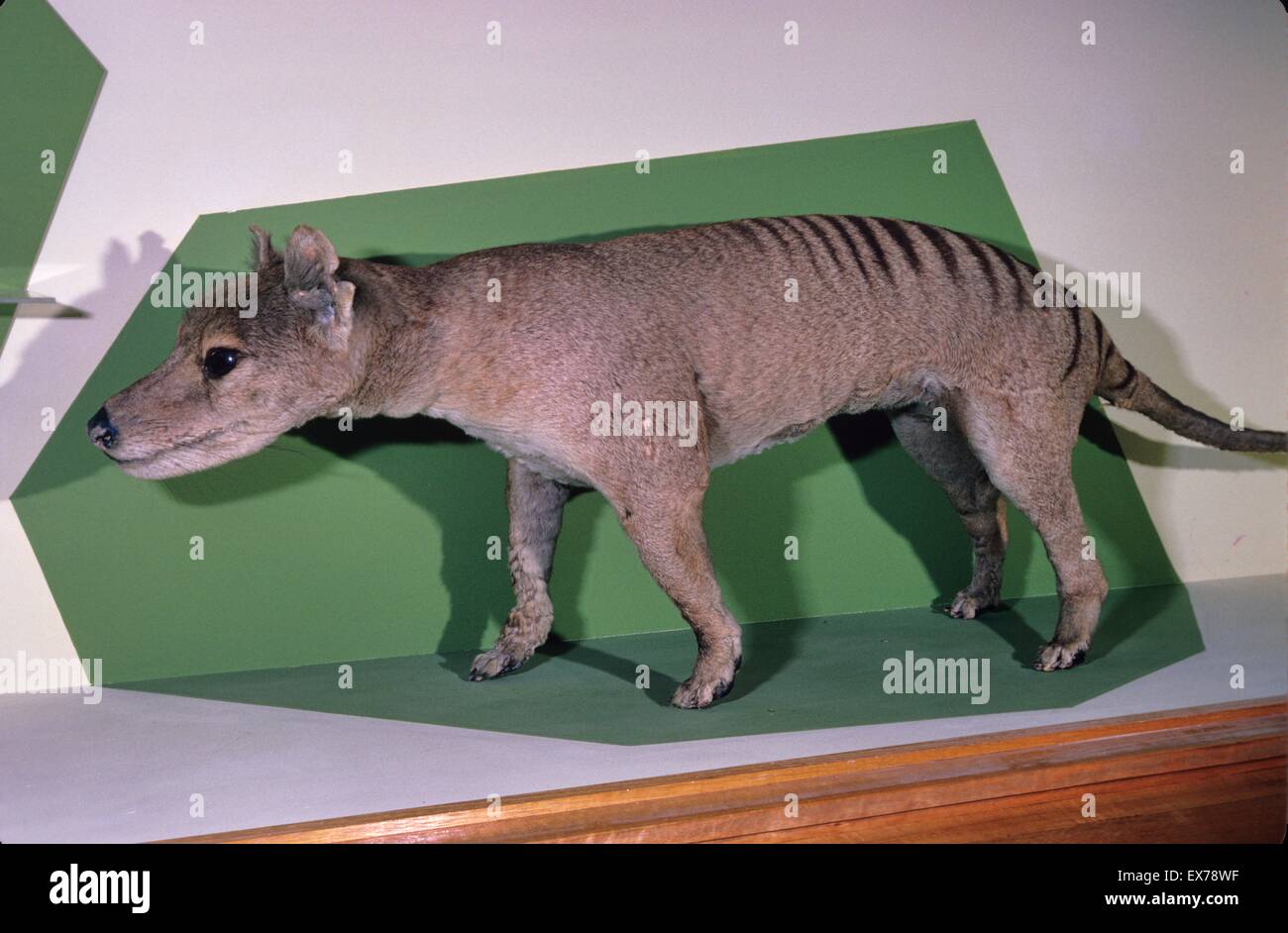 Thylacine (Tasmanian Tiger) Thylacinus cynocephalus esemplare nel Museo di Launceston, Tasmania, Australia Foto Stock