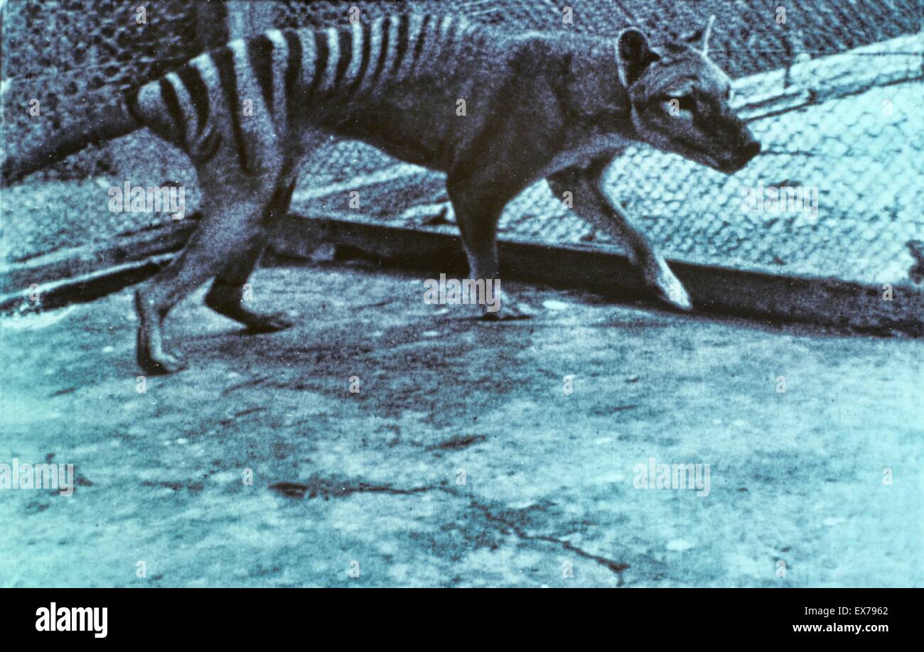 Thylacine (Tasmanian Tiger) Thylacinus cynocephalus ultimo captive Thylacine in zoo di Hobart, Tasmania, Australia è morto il 7 settembre 1936 Foto Stock