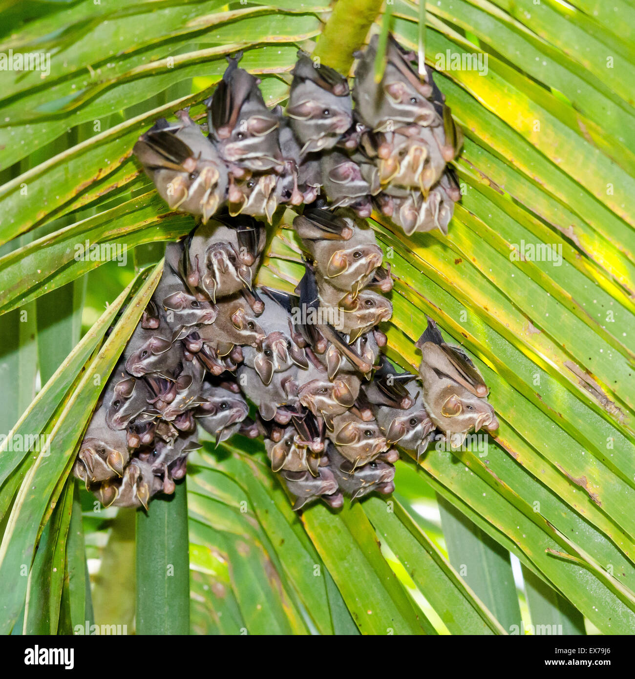 Tenda rendendo i pipistrelli (Uroderma bilobatum), Costa Rica Foto Stock