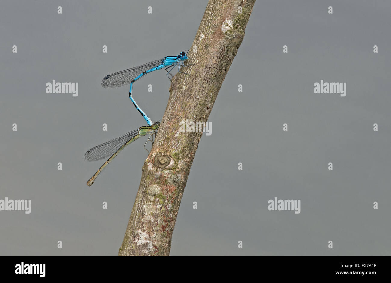 Una coppia di comune damselflies blu (anallagma cyathigerum) in tandem. Regno Unito Foto Stock