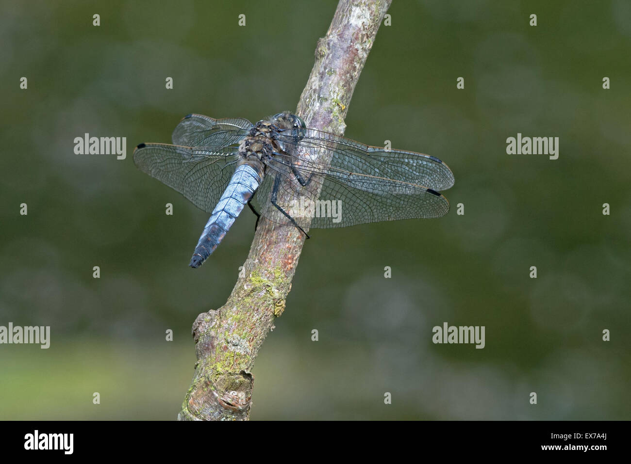 Maschio nero-tailed skimmer-Orthetrum cancellatum. Regno Unito Foto Stock