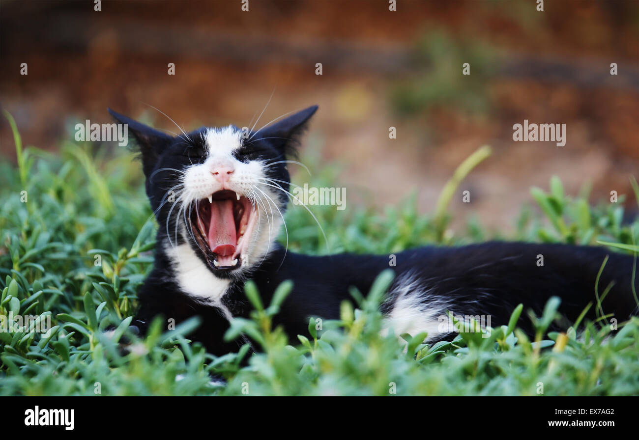 Bianco e nero gatto selvatici con bocca aperta, rilassante all'Heritage Park, Abu Dhabi Foto Stock