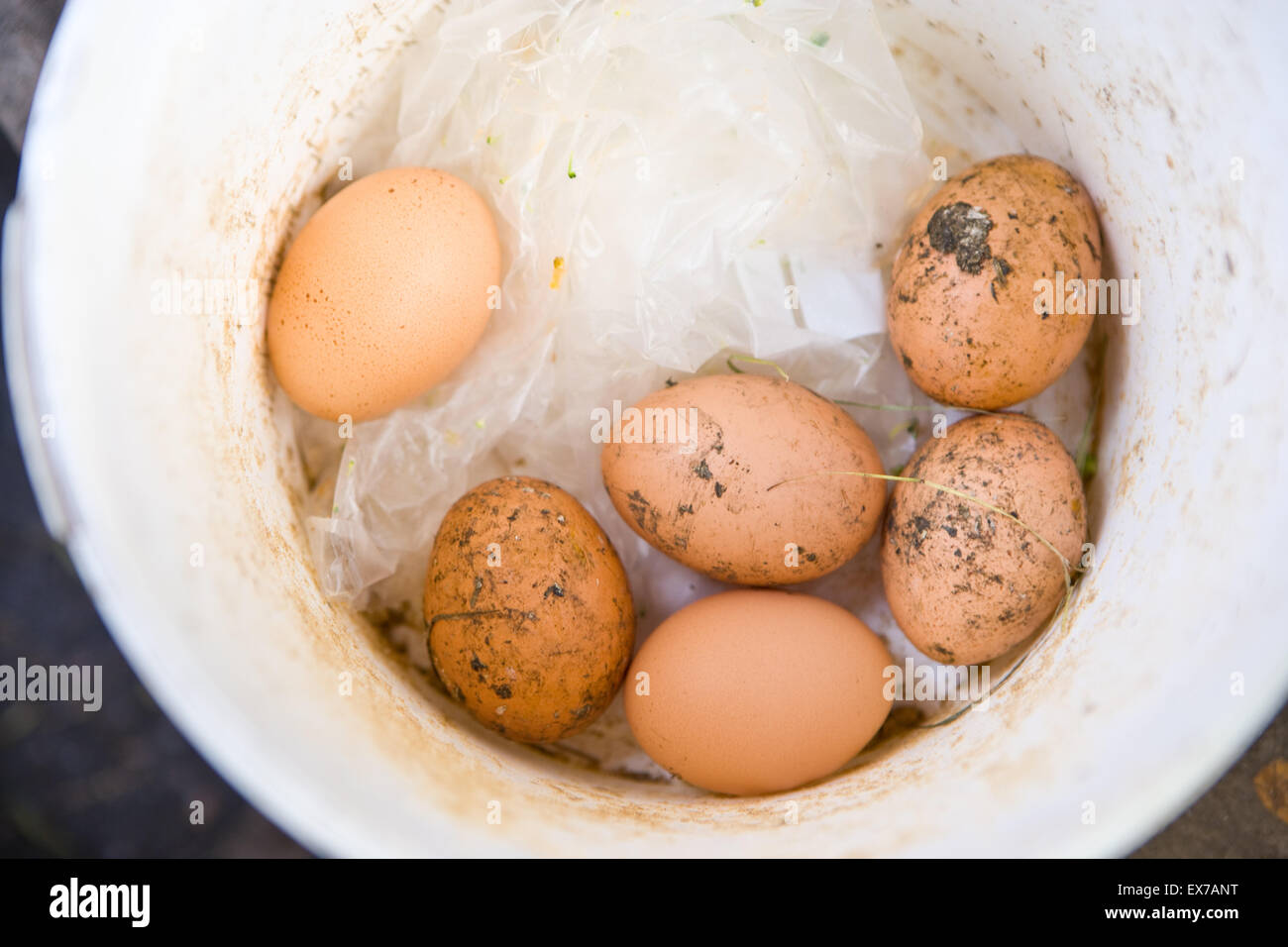 Free range uova in bolw Foto Stock