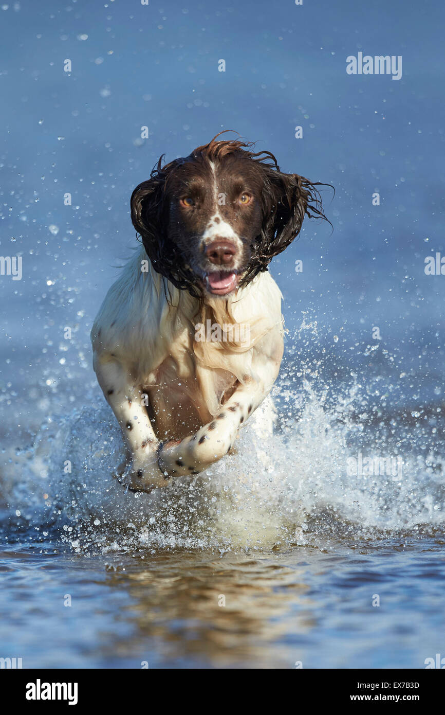 Springer spaniel il raffreddamento in acqua durante la canicola estiva Foto Stock