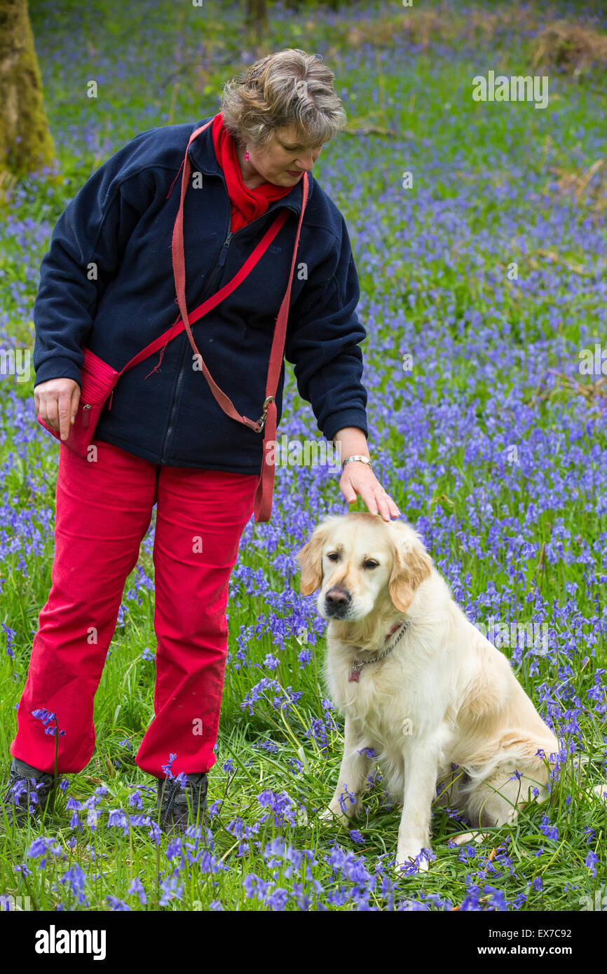 Un Golden Retriever cane e proprietario in Bluebells in Jiffy Knotts legno vicino a Ambleside, Lake District, UK. Foto Stock