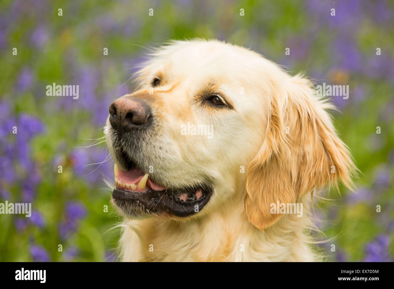 Un Golden Retriever cane in Bluebells in Jiffy Knotts legno vicino a Ambleside, Lake District, UK. Foto Stock