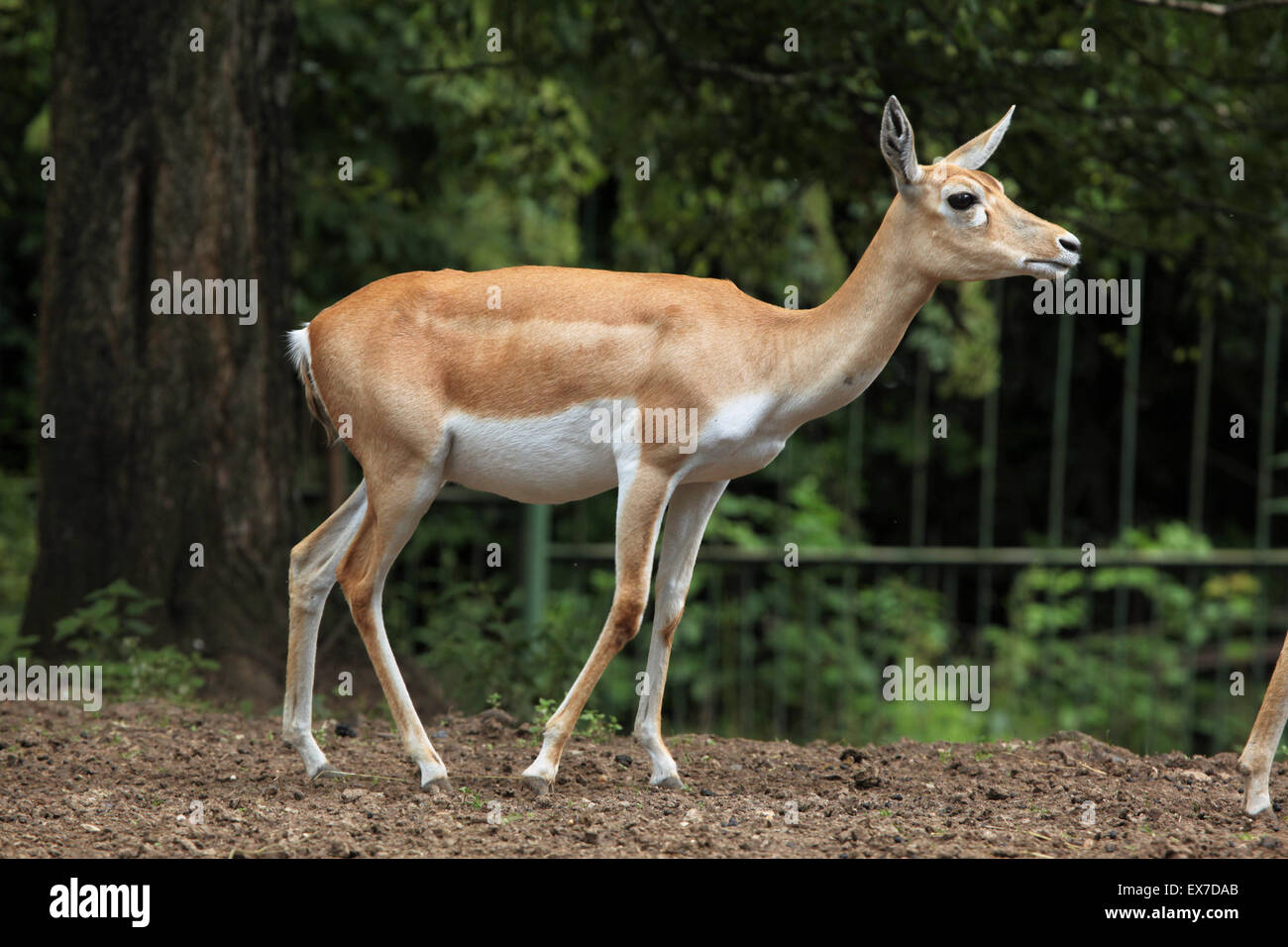 Blackbuck indiano (Antilope cervicapra) a Usti nad Labem Zoo in Boemia settentrionale, Repubblica Ceca. Foto Stock
