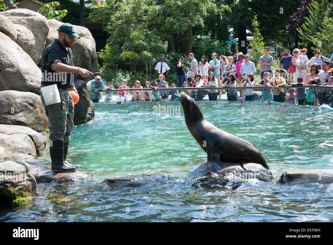 I leoni di mare intrattenere i visitatori a Central Park Zoo Manhattan New York STATI UNITI D'AMERICA Foto Stock